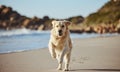 Freedom, happy running and dog on beach on summer morning walk, exercise and fun playing at ocean. Nature, water and Royalty Free Stock Photo