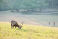 Freedom life, a male Hog deer feeding in the green field on winter morning, couple tourists walking blur backgrounds. Phukhieo Royalty Free Stock Photo