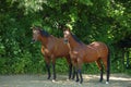 Two horses walks along the forest road Royalty Free Stock Photo