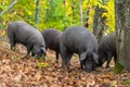 Freedom pigs eating in autum field