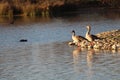 Freedom precious ducks in living life to its wide