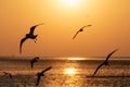 Freedom scene of flying seagulls with orange sunrise sky Royalty Free Stock Photo