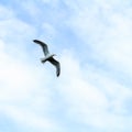 Freedom seagull flying in the blue sky over the sea Royalty Free Stock Photo