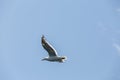 Freedom seagull flying in the blue sky over the sea Royalty Free Stock Photo