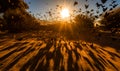 Freedom sunlight bird in the sky. Birds flying silhouettes on sunset. Generative AI Royalty Free Stock Photo