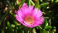 Freeeway iceplant flower also known as Hottentot-fig, ice Plant, kaffir Fig or Carpobrotus edulis.