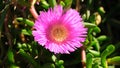 Freeeway iceplant flower also known as Hottentot-fig, ice Plant, kaffir Fig or Carpobrotus edulis.