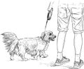 Sketch of longhair dachshund with her owner going on a stroll