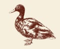 Freehand drawing duck Royalty Free Stock Photo