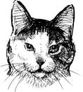 Freehand drawing of head cute domestic cat Royalty Free Stock Photo