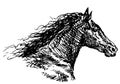 Freehand drawing of head of galloping horse Royalty Free Stock Photo