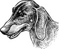 Sketch portrait of old cute dachshund