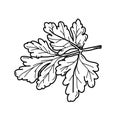 Freehand drawing illustration Parsley.