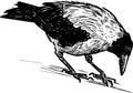 Sketch of large urban crow looking at down