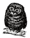 Freehand drawing of an owlet sitting on tree branch