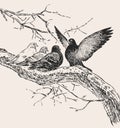 Freehand drawing of pigeons on tree branch in springtime Royalty Free Stock Photo