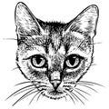 Freehand drawing of portrait small domestic kitten
