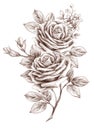 Freehand drawing rose 01