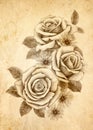 Freehand drawing rose 02