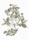 Freehand drawing rose. Royalty Free Stock Photo
