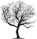 Freehand drawing of silhouette single deciduous bare tree in winter season