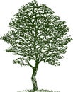 Freehand drawing of single curved deciduous tree