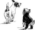 Freehand drawing of terrier and lapdog outdoors Royalty Free Stock Photo