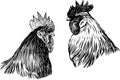 Freehand drawing of two black and white farm roosters