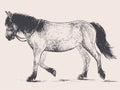 Freehand drawing of walking harnessed horse Royalty Free Stock Photo