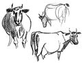Freehand drawings of cows grazing in meadow