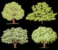 Freehand drawings of various deciduous trees in summer