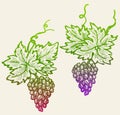 Freehand drawings of vine branches with leaves and grape bunches Royalty Free Stock Photo