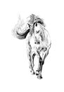 Freehand horse head pencil drawing illustration animal wildlife Royalty Free Stock Photo