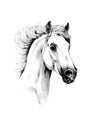 Freehand horse head pencil drawing illustration animal wildlife Royalty Free Stock Photo