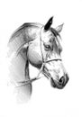 Freehand horse head pencil drawing
