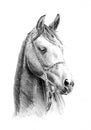 Freehand horse head pencil drawing Royalty Free Stock Photo