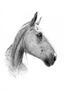 Freehand horse head pencil drawing Royalty Free Stock Photo