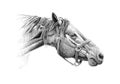 Freehand horse head pencil drawing Royalty Free Stock Photo