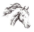 Freehand sketch of horse head isolated on white background. Realistic drawing of face of gorgeous farm domestic animal Royalty Free Stock Photo