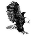 Freehand sketch illustration of eagle, hawk bird Royalty Free Stock Photo