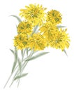 Freehand textured drawing of bouquet yellow watercolor flowers