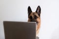 Freelance dog. German shepherd is sitting with a laptop on a white background and studying new technologies. Remote work from home