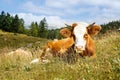 Freely grazing cow on an idyllic mountain pasture Royalty Free Stock Photo