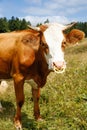 Freely grazing domestic and healthy cow