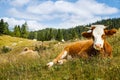 Freely grazing domestic and healthy cows