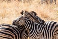 Freely grazing zebras in Kruger park, South Africa