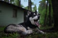 freely lying dog breed Siberian Husky yawns