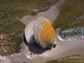 Freely lying seashell on the beach in New Zealand