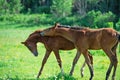 Freely playing foals    at the pasture.  summer Royalty Free Stock Photo