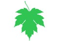 Freeman Maple Leaf silhouette Royalty Free Stock Photo